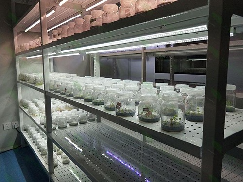 盐城植物组织培养实验室设计建设方案